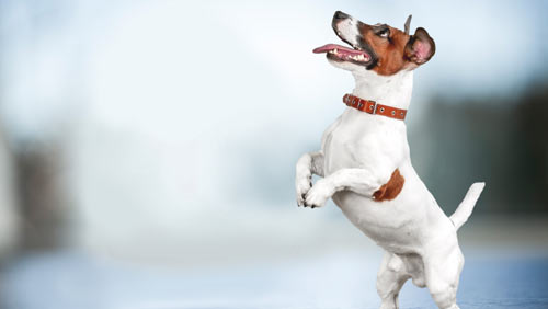 Если вас укусила собака